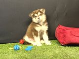 Kutuplardan Esen Soğuk Güzellik Alaskan Malamute Yavruları