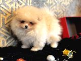 TEACUP POMERANİAN BOO  AŞILI GARANTİLİ