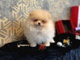Teacup Pomerani̇an Boo  Aşili Garanti̇li̇