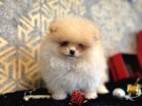 Teacup Pomerani̇an Boo  Aşili Garanti̇li̇
