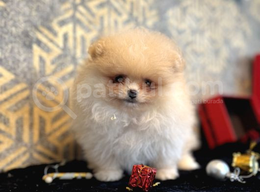 Teacup Pomerani̇an Boo  Aşili Garanti̇li̇ görsel