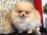 Teacup Pomerani̇an Boo  Aşili Garanti̇li̇