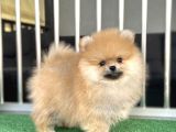 Orji̇nal Pomerani̇an Boo Ayicik Orange Yavru