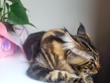 Maine Coon Oğlumuza Gelin Arıyoruz
