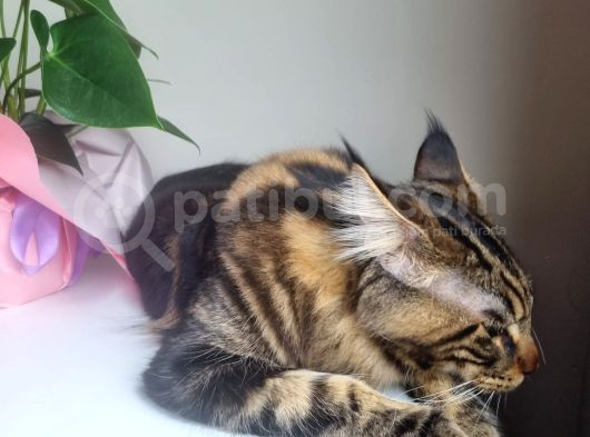 Maine Coon Oğlumuza Gelin Arıyoruz görsel