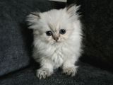 Minik Prenses