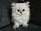 Minik Prenses