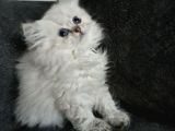 Minik Prenses