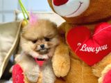 Teddy Bear Orji̇nal Pomerani̇an Boo Yavrularimiz