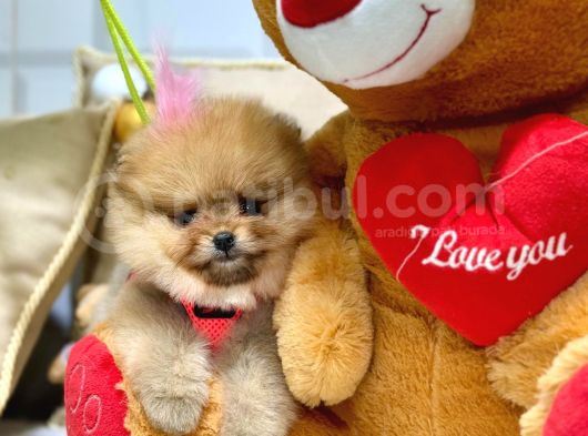 Teddy Bear Orji̇nal Pomerani̇an Boo Yavrularimiz görsel