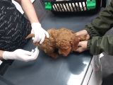 Erkekdişi  Toy Poodle