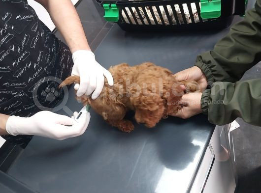 Erkekdişi  Toy Poodle görsel