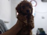 ErkekDişi  Toy poodle