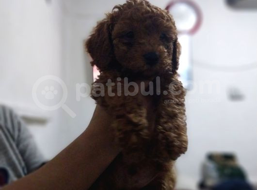 Erkekdişi  Toy Poodle