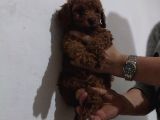Erkekdişi  Toy Poodle