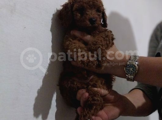Erkekdişi  Toy Poodle görsel