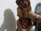 Erkekdişi  Toy Poodle