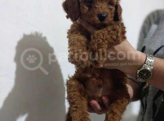 Erkekdişi  Toy Poodle görsel