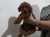 Erkekdişi  Toy Poodle