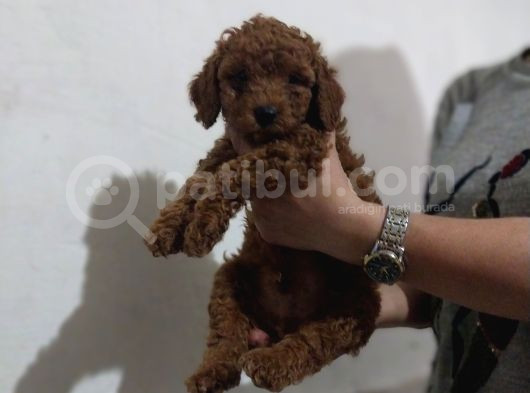 Erkekdişi  Toy Poodle görsel