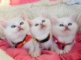 Maviş White Brıtısh Shorthair Bebeklerim