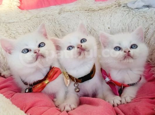 Maviş White Brıtısh Shorthair Bebeklerim görsel