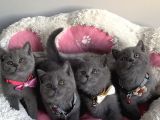 Ayı suratlı blue brıtısh shorthair bebeklerim