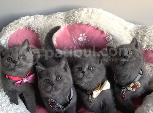 Ayı Suratlı Blue Brıtısh Shorthair Bebeklerim