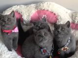 Ayı Suratlı Blue Brıtısh Shorthair Bebeklerim