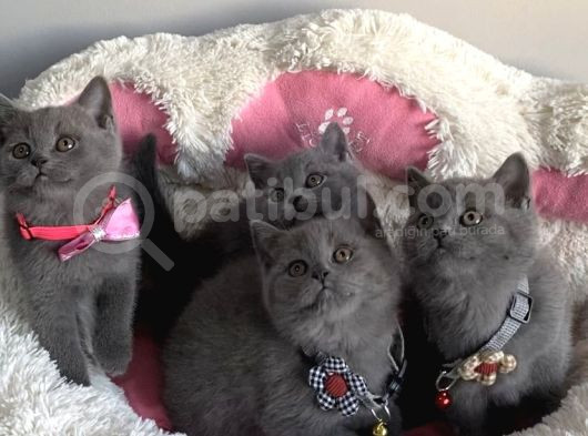 Ayı Suratlı Blue Brıtısh Shorthair Bebeklerim görsel