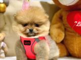 Teddy Bear Orji̇nal Pomerani̇an Boo Yavrularimiz