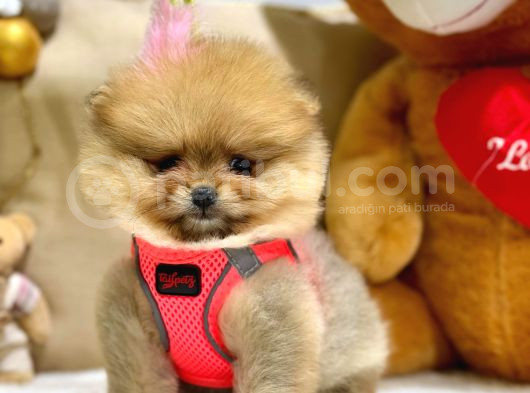 Teddy Bear Orji̇nal Pomerani̇an Boo Yavrularimiz görsel