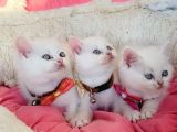 Maviş White Brıtısh Shorthair Bebeklerim