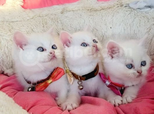 Maviş White Brıtısh Shorthair Bebeklerim görsel