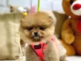 Teddy Bear Orji̇nal Pomerani̇an Boo Yavrularimiz
