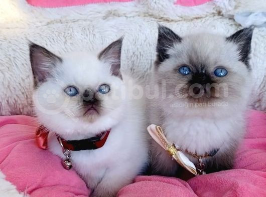 Özel Ve Nadir Maviş Chocolattepoınt Brıtısh Shorthair görsel