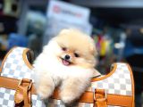 Orjinal Teddy Bear Pomeranian Yavrular