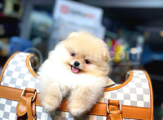 Orjinal Teddy Bear Pomeranian Yavrular görsel