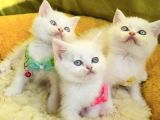Karbeyaz Mavili British Shorthair Yavrularım