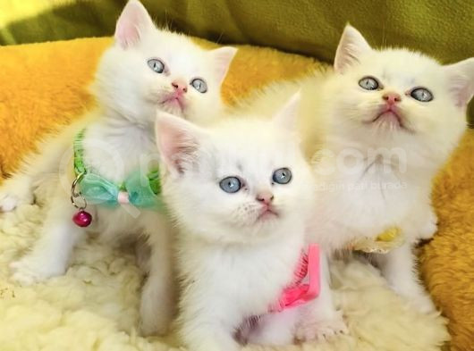 Karbeyaz Mavili British Shorthair Yavrularım görsel