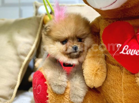 Teddy Bear Orji̇nal Pomerani̇an Boo Yavrularimiz görsel
