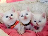 Maviş White Brıtısh Shorthair Bebeklerim