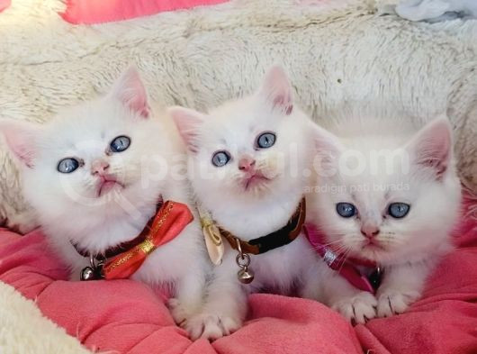 Maviş White Brıtısh Shorthair Bebeklerim görsel