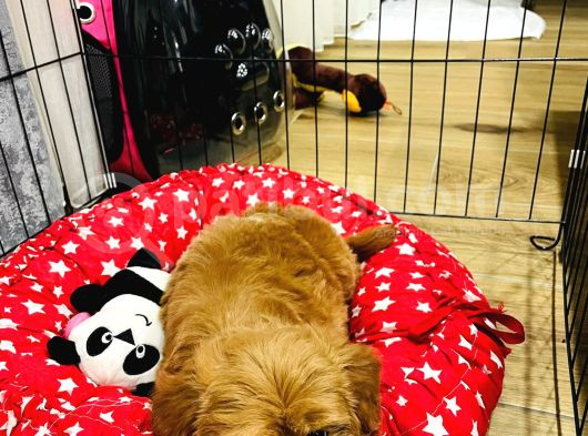 2 Aylık Dişi Toy Poodle