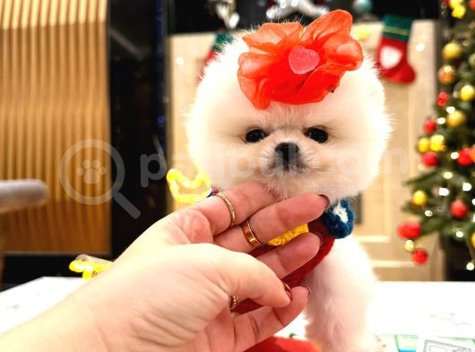 Orjinal Teddy Pomeranian Boo Yavrularımız görsel