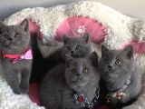Ayı Suratlı Blue Brıtısh Shorthair Bebeklerim