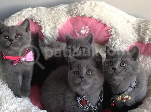Ayı Suratlı Blue Brıtısh Shorthair Bebeklerim görsel