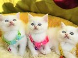 Karbeyaz Mavili British Shorthair Yavrularım