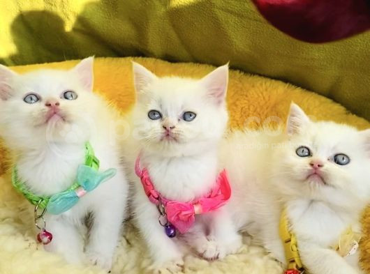 Karbeyaz Mavili British Shorthair Yavrularım görsel