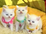 Karbeyaz mavili british shorthair yavrularım